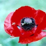 Poppy Flower