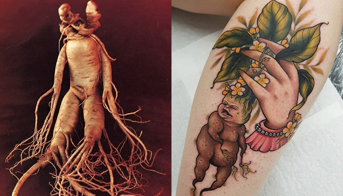mandrake root tattoo designs and meaning
